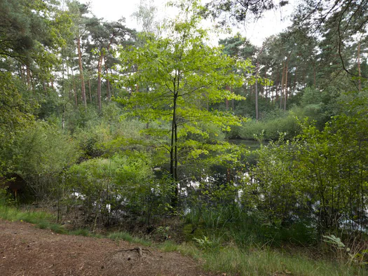 De Hoge Rielen, Kasterlee (Belgium)